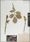 Foto von Salix lanata L.